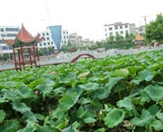 嘉禾天气预报30天